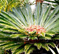 cycad care