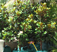 magnolias nursery