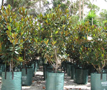 Magnolias nursery wanneroo