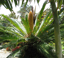 four seasons nursery has a range of palm trees perth