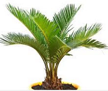 indoor home or office palms